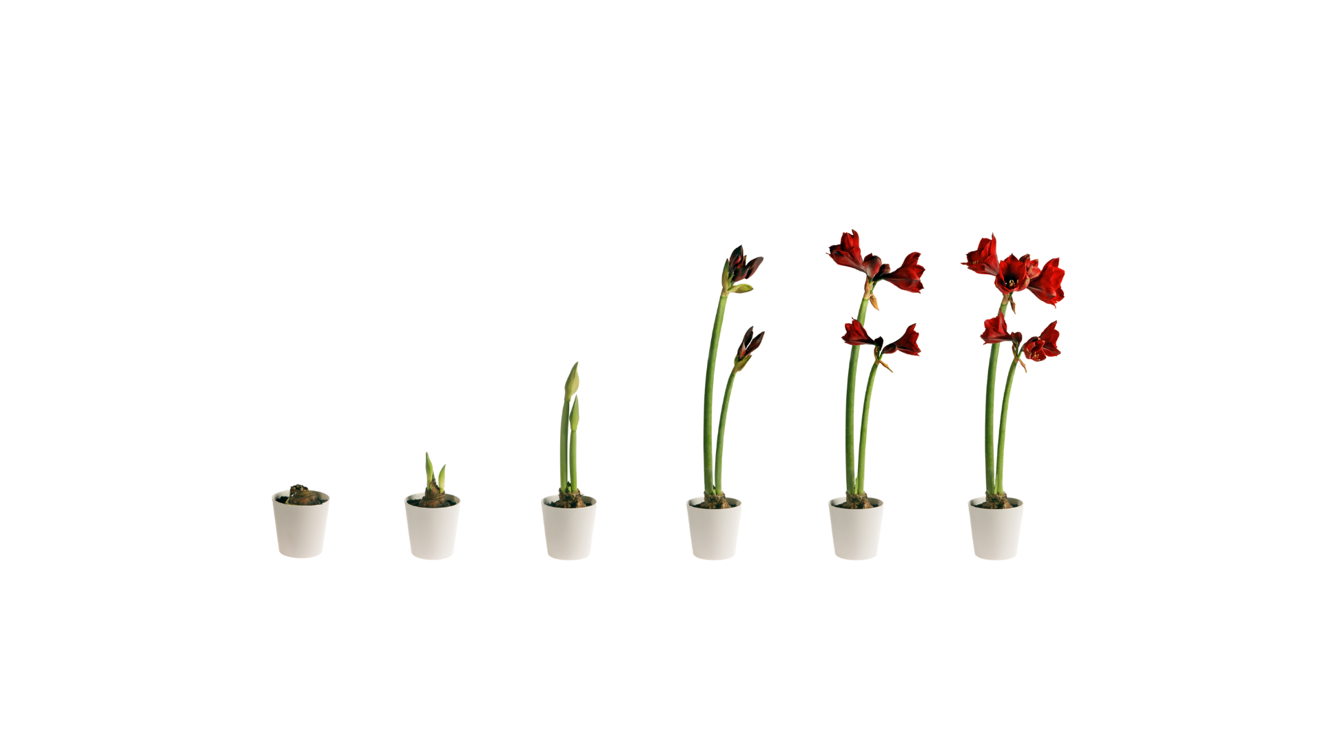 Career Evolution with Kori Burkholder